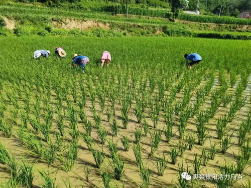 乌当区 种植生态农产品 保粮食安全健康