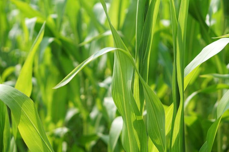 绿色农业养眼绿色的玉米杆子生长种植农作物背景图片