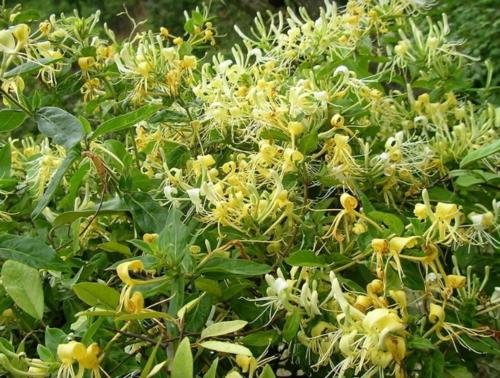 一个刚刚毕业的大学生种植什么农作物好