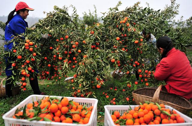 柑橘是典型的生鲜类农产品,柑橘价值链涵盖种植,产地集散与加工,销地