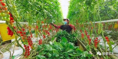 标准化种植,造就高颜值农产品!