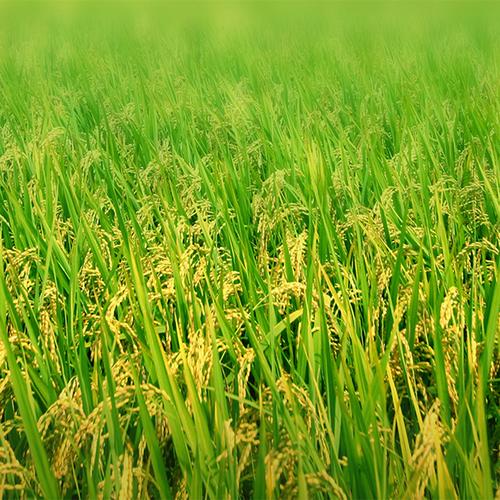 农业农产品稻田背景_高清jpg图片psd设计素材_墨鱼部落格
