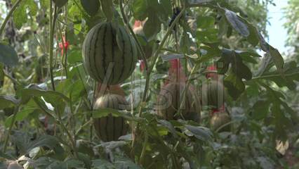 西瓜农产品种植西瓜瓜青海乐都_4608X2592_高清视频素材下载(编号:3886299)_实拍视频