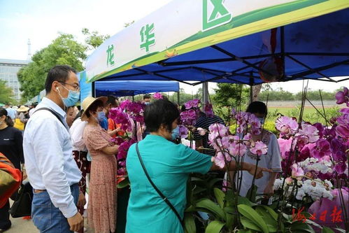多种农产品卖断货 海口第三场消费扶贫 春风大行动 活动令农户笑开颜
