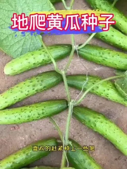 不用搭架满地爬,懒人也能种黄瓜 家庭种植 优质农产品