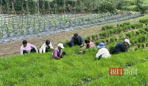 水田长出 黑珍珠 ,价格是普通大米的四五倍
