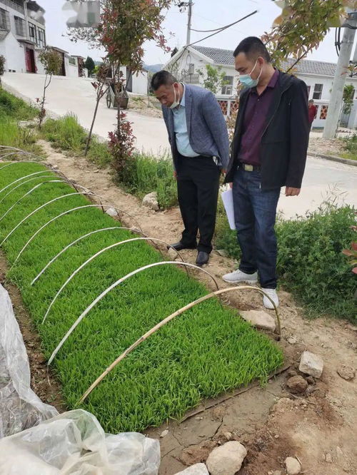益农专家下农田,农产品种植有 良方