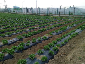 北京市裕农优质农产品种植公司通州种植园招聘信息 公司前景 规模 待遇怎么样