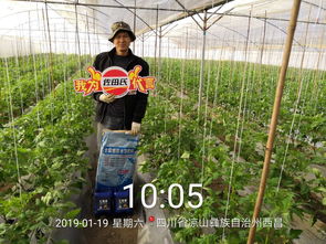 2019年最 火 的肥料竟然是它