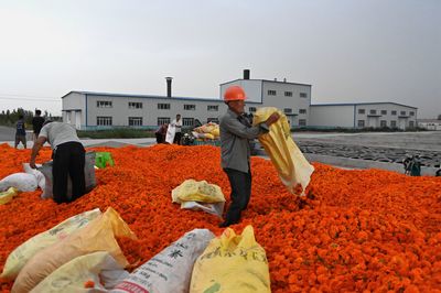 新疆晨光生物:科技创新实现农产品全产业链价值