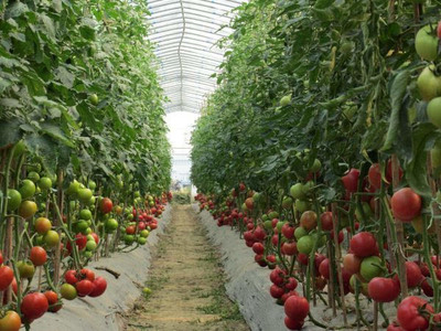 “小菜篮 大民生” 舒城县供合肥蔬菜基地生产纪实