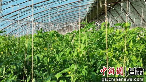 瓜州 设施农业 棚 勃发展 激活增收致富 新引擎