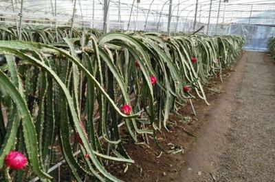 小伙用科学的管理方法种植火龙果,助农民增加收入_张海林