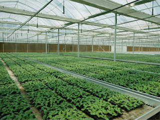盒马村"蔬菜工厂"来了|番茄|农产品|蔬菜种植_网易订阅