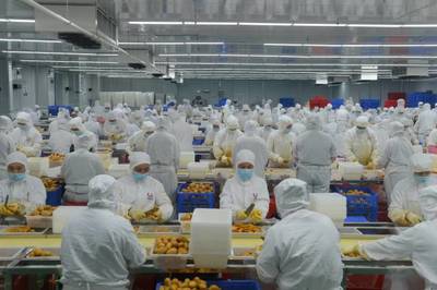 光明区援手打造全产业链 助“芒果之乡”增收致富