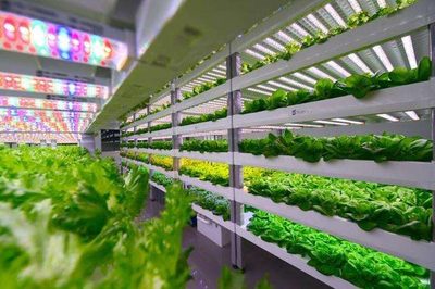 无土栽培植物工厂与鱼菜共生模式农业策划项目可行性报告