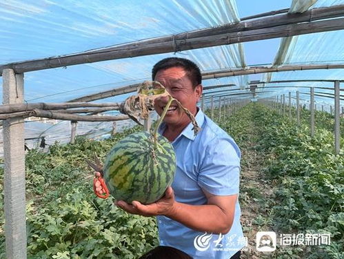 追梦在希望的田野丨高青三利村 四收四种 促增收,农产品从 卖当季 转向 卖全年