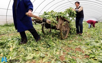 果蔬相继 滞销 ,农产品冷库冷链能挽救吗