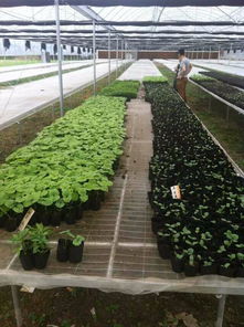 广州萝岗黄埔工厂食堂承包饭堂承包番禺食堂农产品配送公司