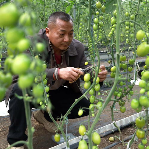 柳江区 水果番茄喜丰收 映红群众 致富路