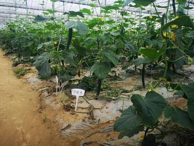 走进上蔬外延基地--江杨团青代表参与蔬菜集团农产品市场经营管理业态青年沙龙分享会活动小记