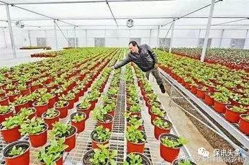 农村投资什么致富项目多