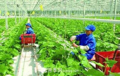 有机产品395个,南阳有机农业全国第一是怎样炼成的?