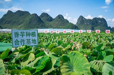 喜茶发布品质真奶标准 沉淀经验推动新茶饮供应链品质升级