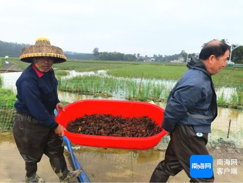 南国智库 财经观察 海南农产品为何能 抢跑 冬春季市场