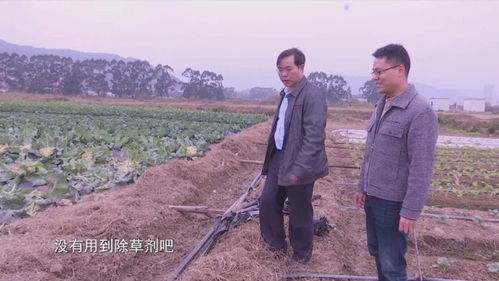 他们为 清新福建 绿色农业 ,默默奉献着