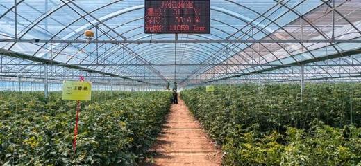 新华社聚集潍坊安丘:生态农场开出“致富花”