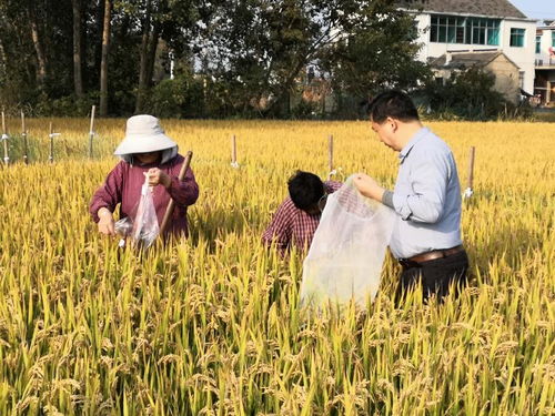 发展农产品种植项目 扬州将打造国家级富硒产业基地