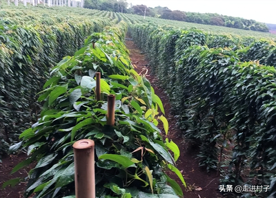 山药种子怎么种植(山药的种植方法与技术)