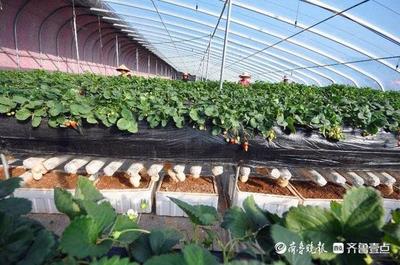 沂源:草莓园里长蘑菇,立体种植增效益