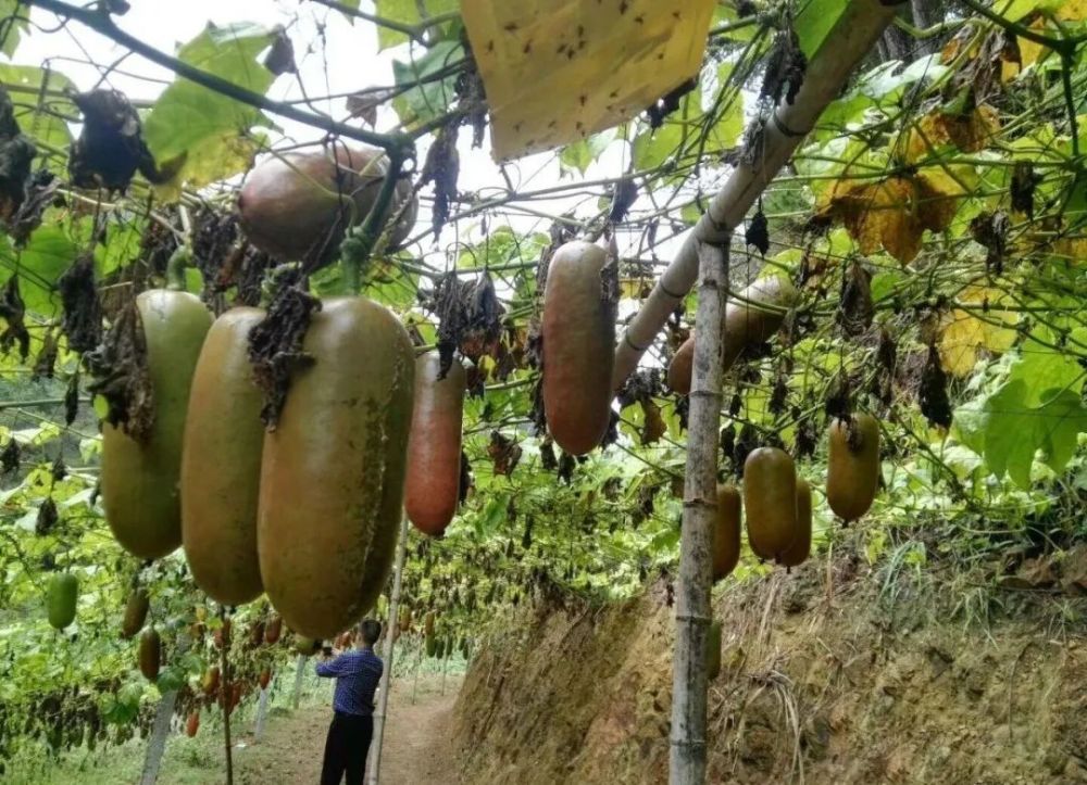 酷似香肠,味甜如蜜,亩产6000斤,市场80元一根,值得种植吗?