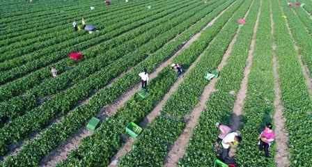 农民种田致富的秘诀,科学种植与创新经营相结合
