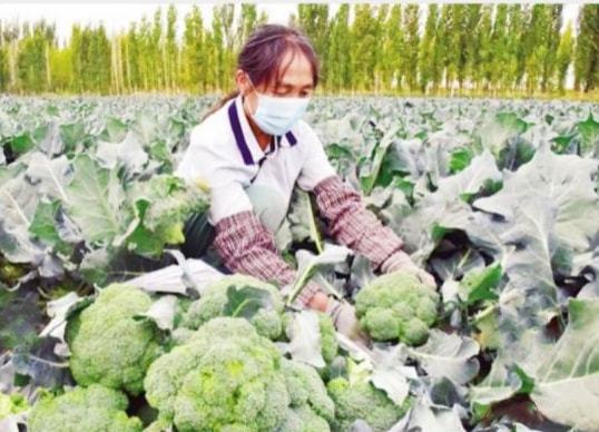 西兰花丰收 村民采摘忙