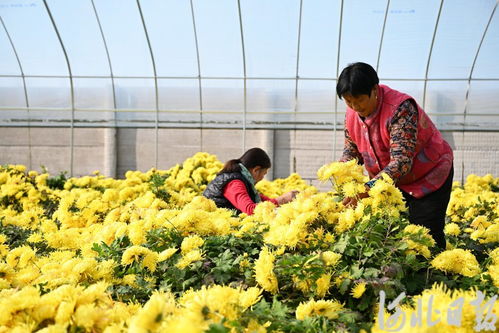 河北隆尧 美丽经济 促增收凤凰网河北 凤凰网