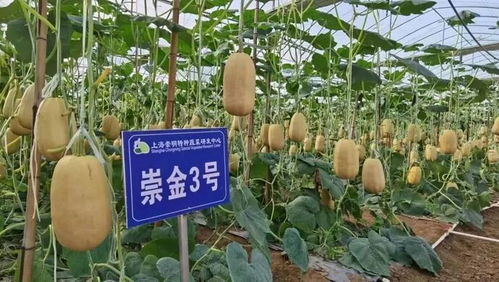 土味 农产品走出发展新路,崇明的这块瓜为啥越来越好吃