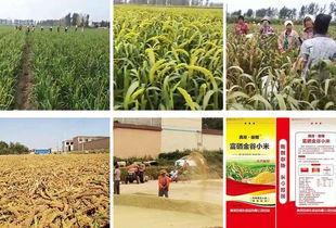 你的健康,才是我们的希望 清河垂耀农场富硒农产品种植基地