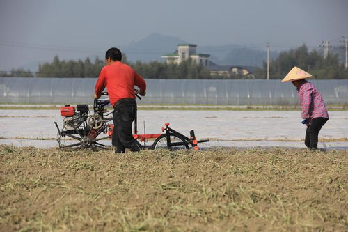 小香薯迎来种植佳期 临安特色农产品助农增收