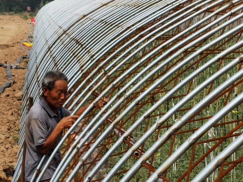 新发地商户组团在衡水发展种植基地,环首都农产品保供仓基本落成