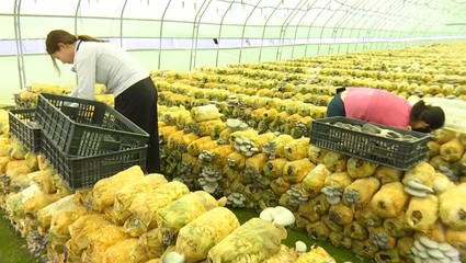 合水:特色种植养殖 为乡村振兴注入新动能