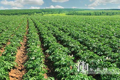 让千里沃野绽放“绿色”新希望--黑河市大力推进农业绿色发展示范区创建