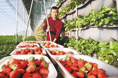 打造京津特色农产品供应基地