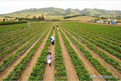 农业种植致富项目,实现可持续增长与稳定收益的黄金途径