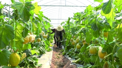 细分至28级的云南石榴背后,是精准援滇“上海答卷”