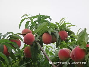 全省水果 打擂台 马鞍山市黄桃夺魁