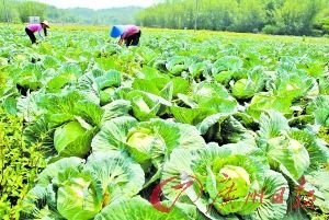 清远加强农产品的质量安全检测 确保供大运农产品安全_新闻中心_新浪网