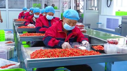 才下枝头就上餐桌 精河枸杞鲜果成消费时尚